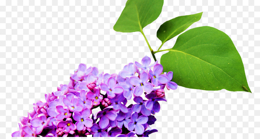 Flor，Nosegay PNG