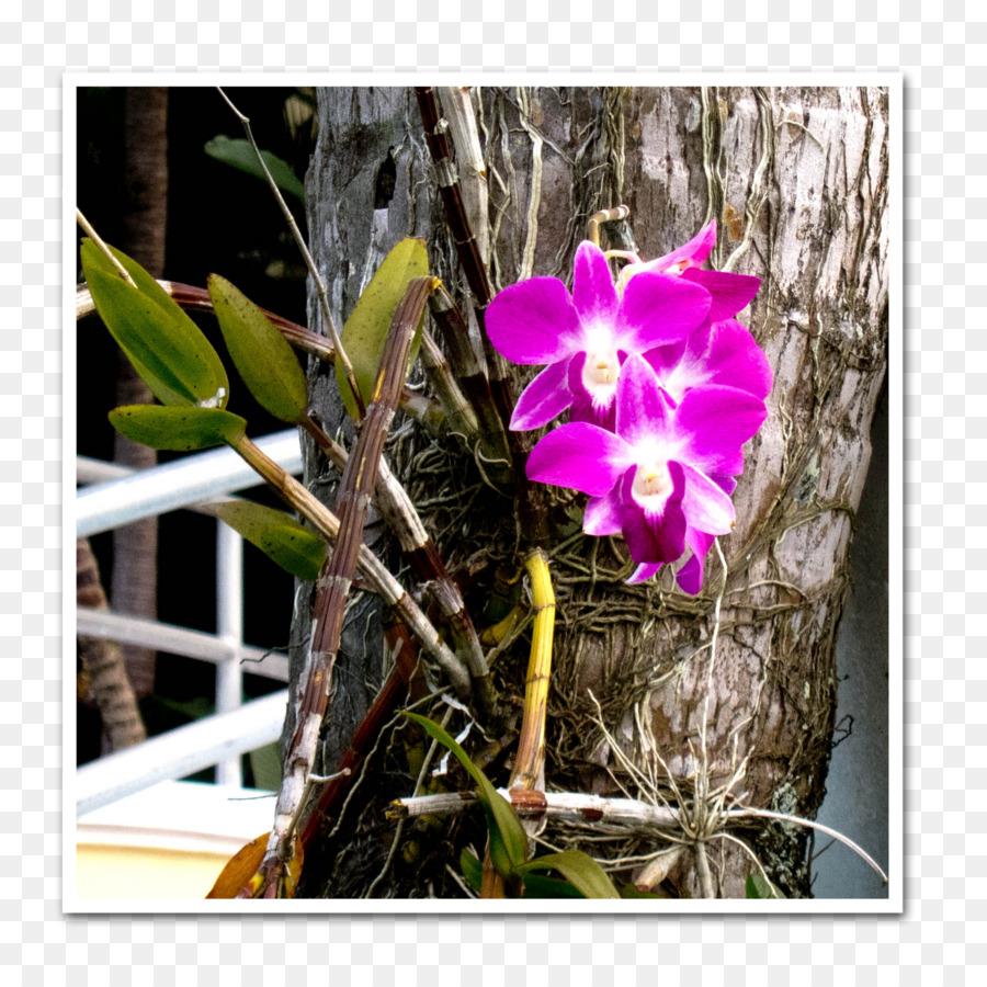 Dendrobium，Las Orquídeas Cattleya PNG