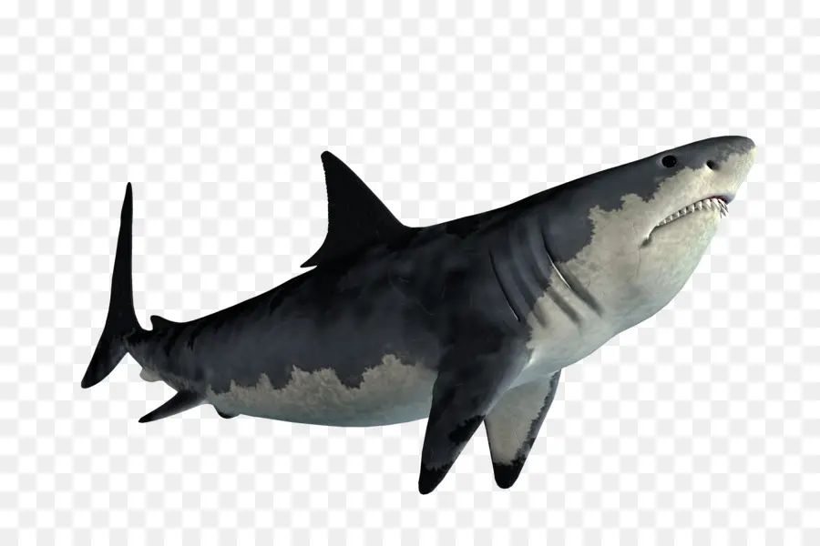 Tigre，Gran Tiburón Blanco PNG