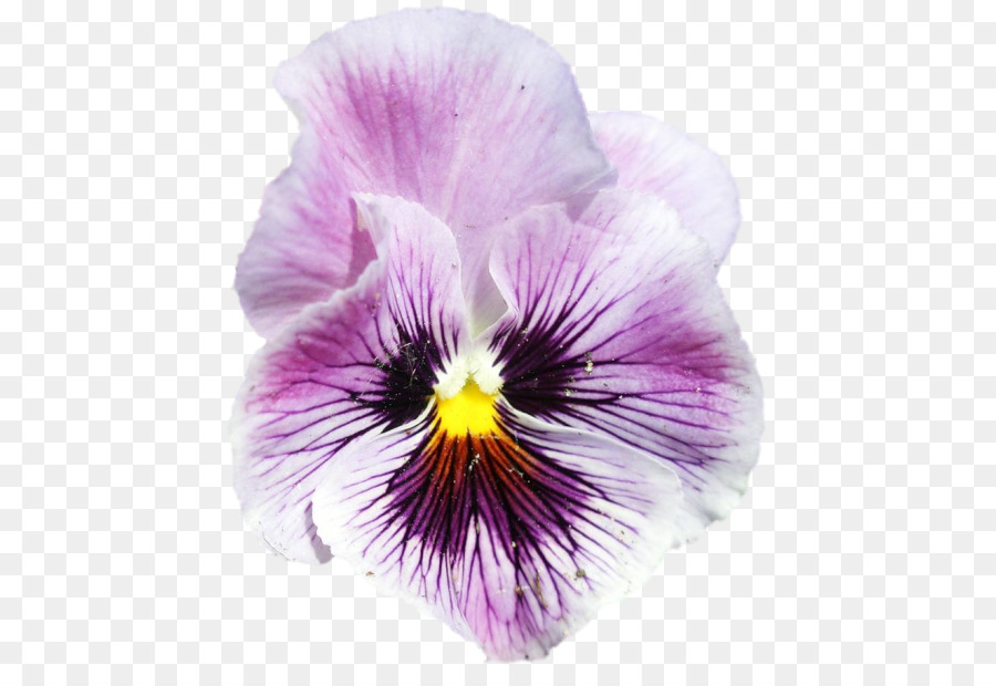 Pansy，Violeta PNG