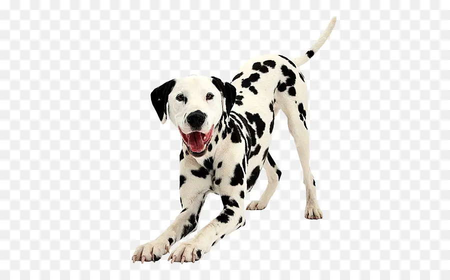 Perro Dálmata，Cachorro PNG