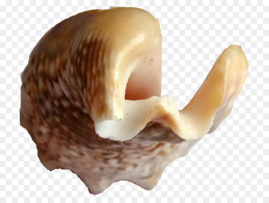 Concha，Conchology PNG