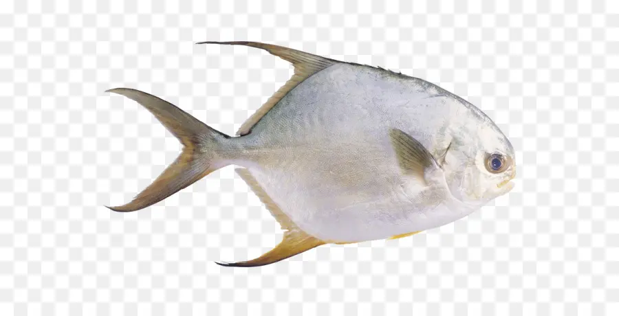 Pompano，Pampus Argenteus PNG