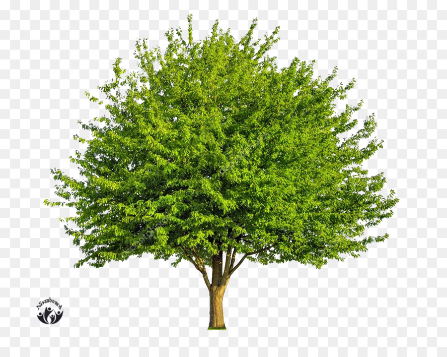 De Hoja Caduca，Árbol PNG