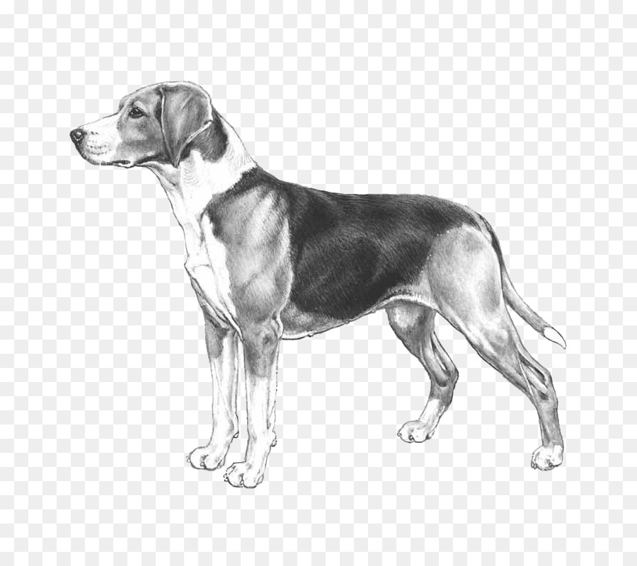 Perro，Mascota PNG