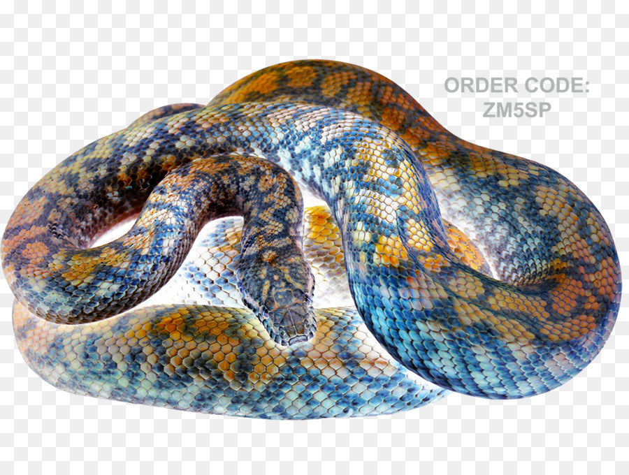 La Serpiente De Cascabel，La Serpiente PNG