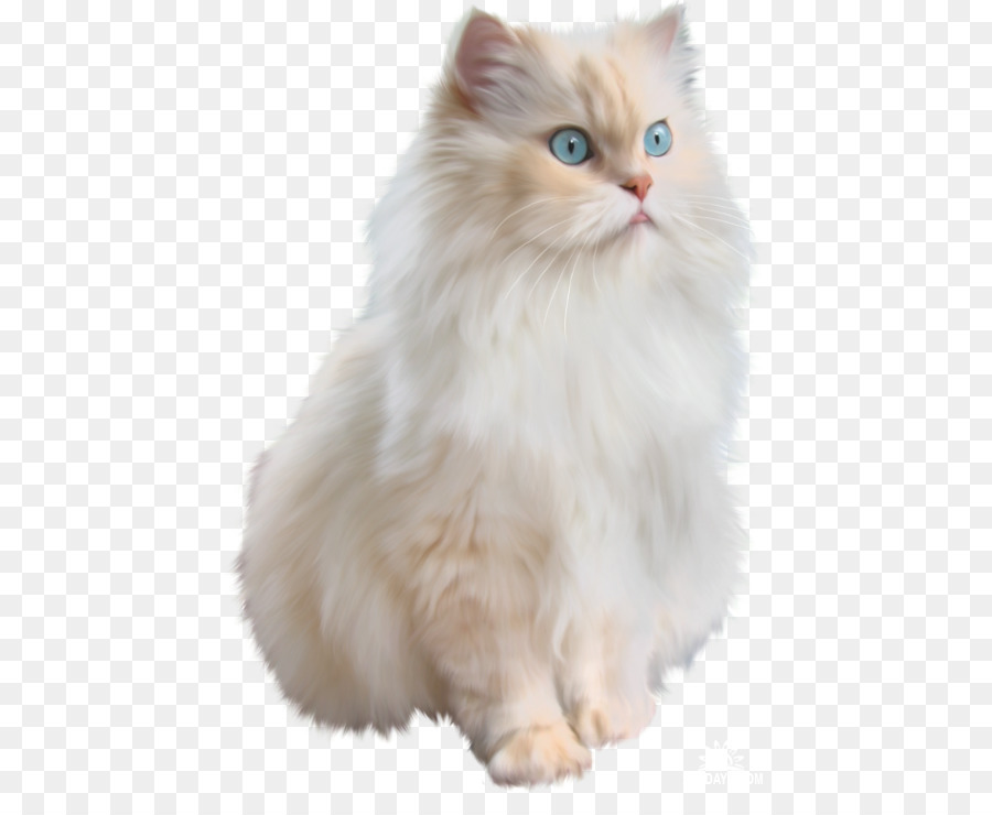 Gato，Mascota PNG