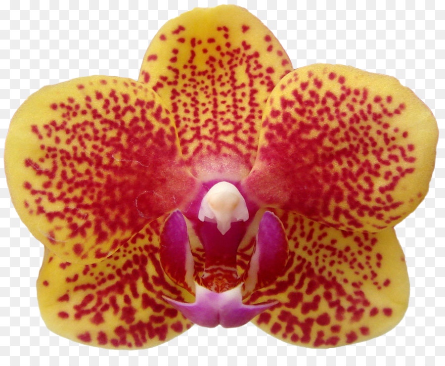 Orquídea，Floración PNG