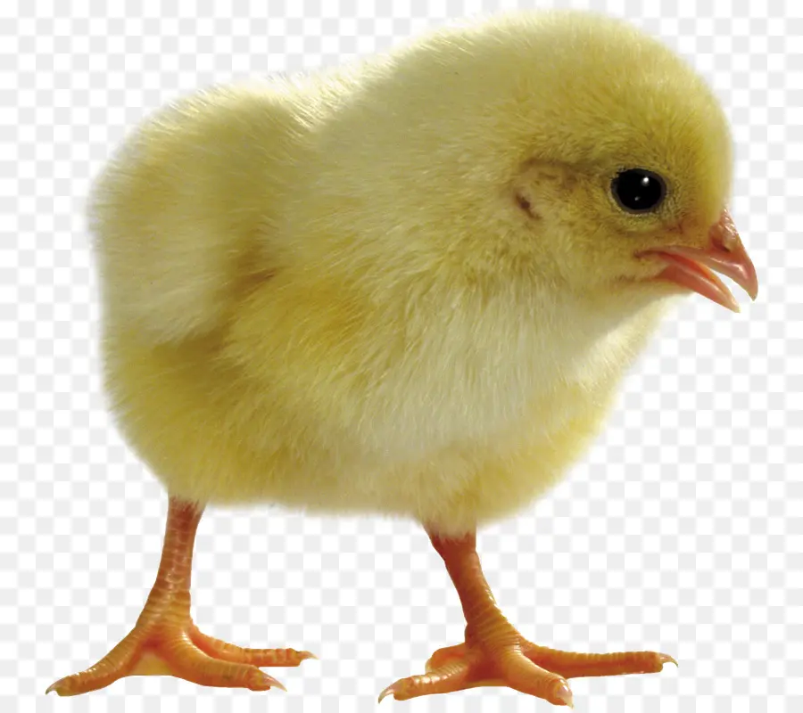 Pollo，Pato PNG