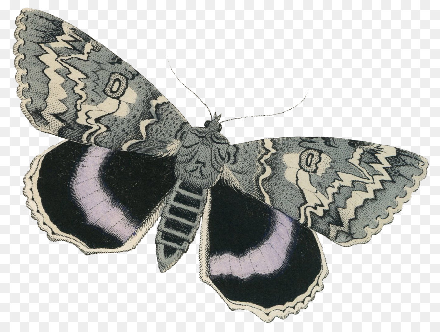 Mariposa Negra，Alas PNG