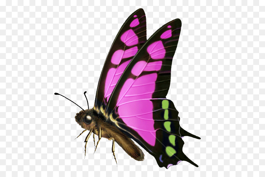 Mariposa，Software De Ordenador PNG