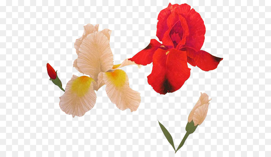 Canna，Iris Familia PNG