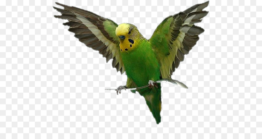 Aves，Loro PNG