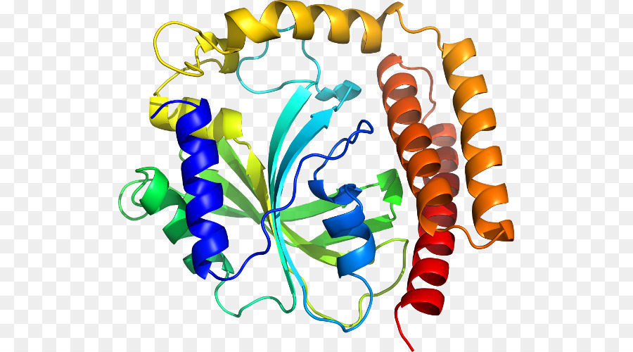 Estructura De La Proteína，Biología PNG