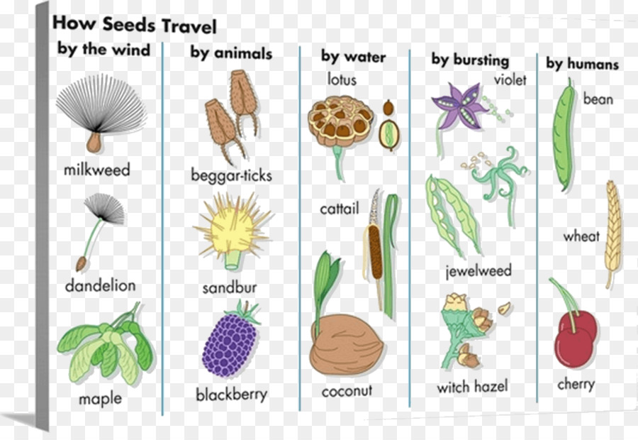 Cuadro De Dispersión De Semillas，Semillas PNG