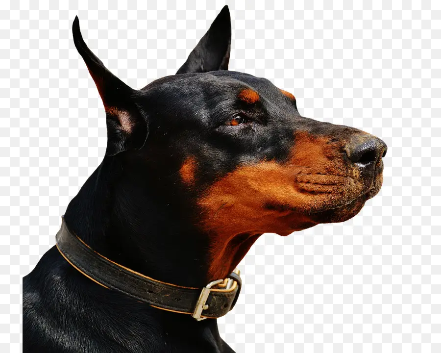 Caballero，Mascota PNG