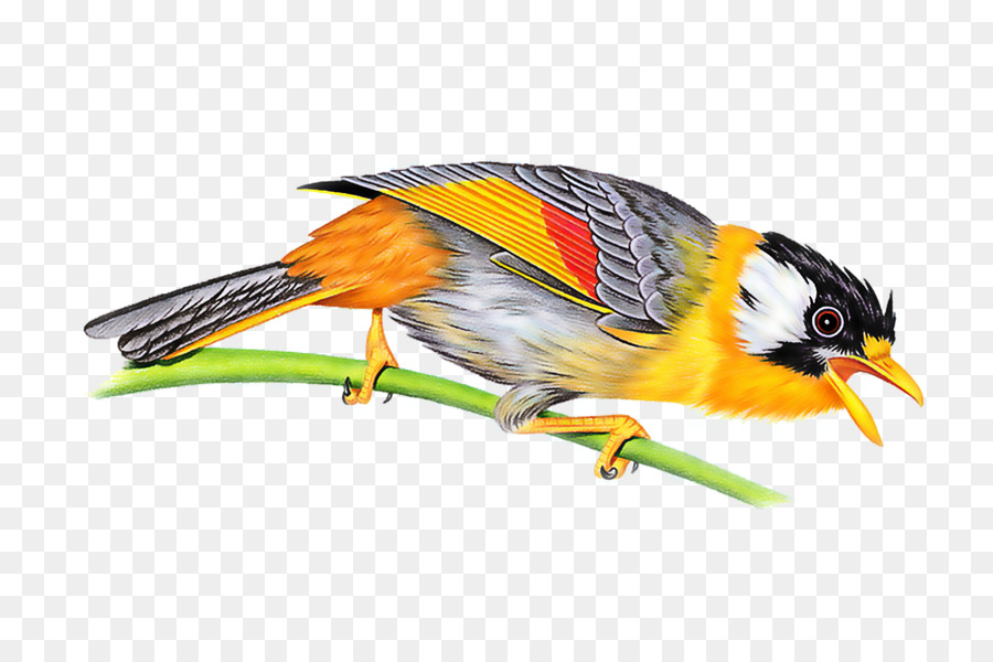 Pájaro，Pluma PNG