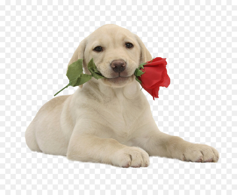 Cachorro，Labrador Retriever PNG