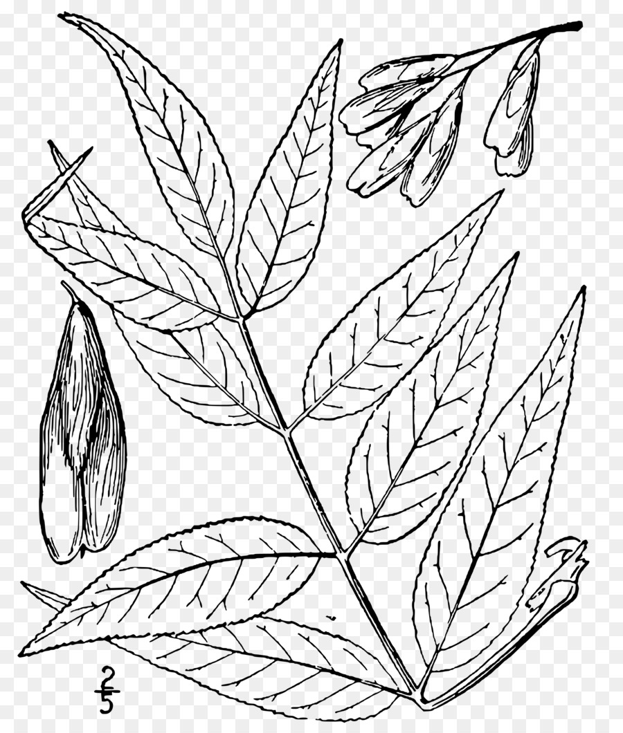 Hoja，Planta PNG