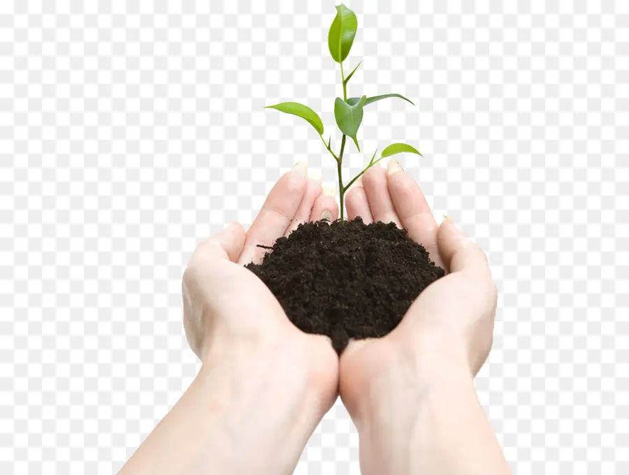 Planta En Manos，Planta De Semillero PNG