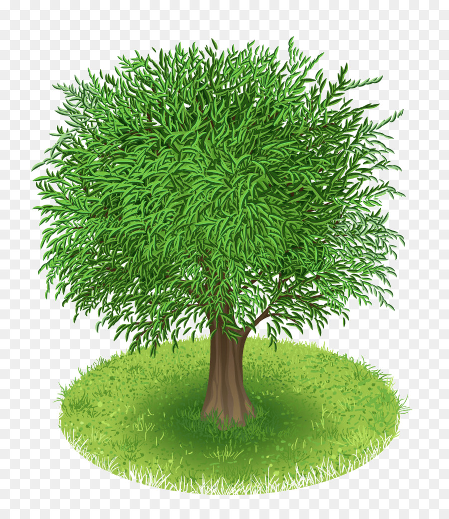 Árbol，Verde PNG