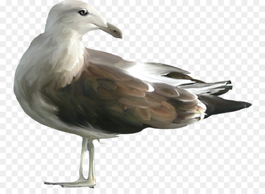 Gaviota，Vuelo PNG