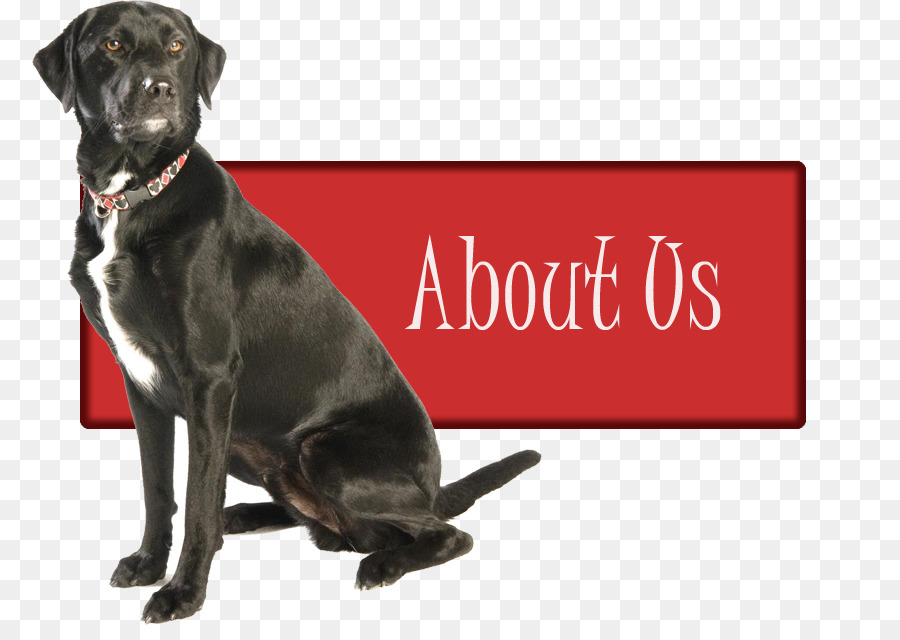 Labrador Retriever，Los Socios De Forma Natural PNG