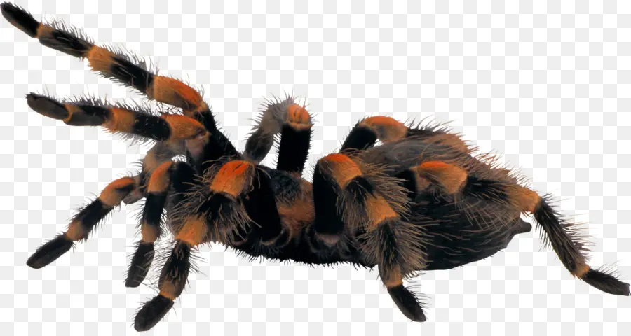 Araña，Descargar PNG