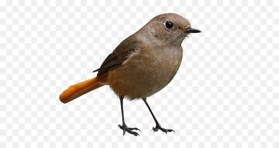 Pájaro，Plumas PNG