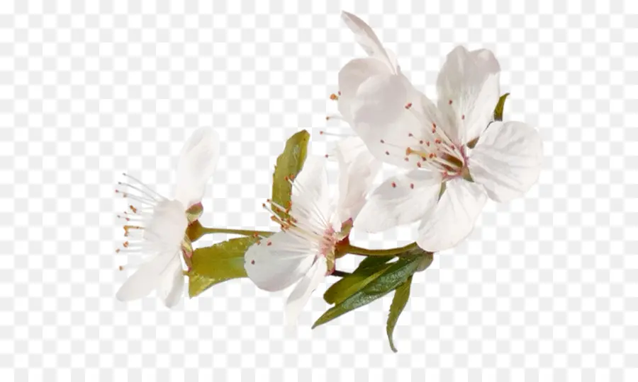 Flor，árbol De La Fruta PNG