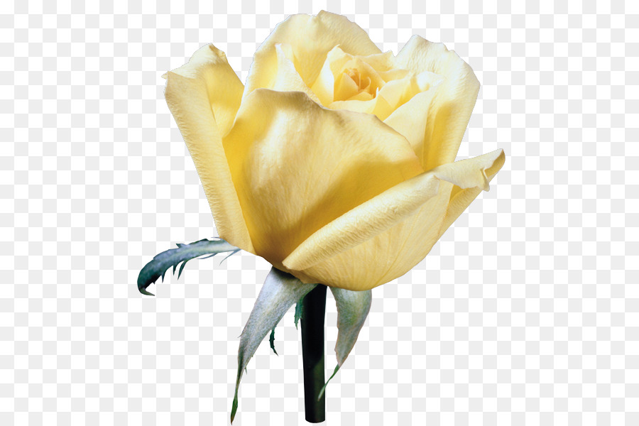 Las Rosas De Jardín，Amarillo PNG