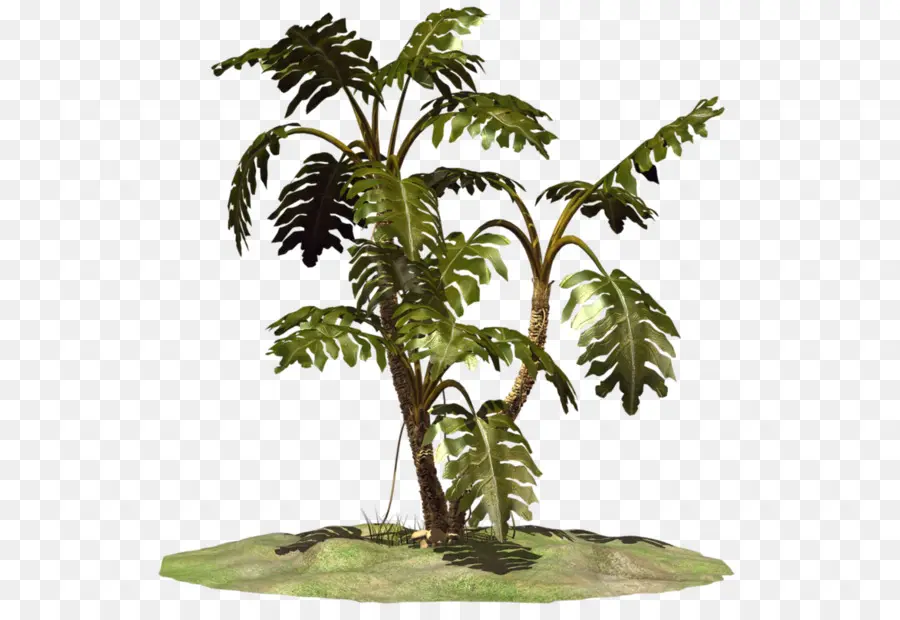 Planta Tropical，Hojas PNG