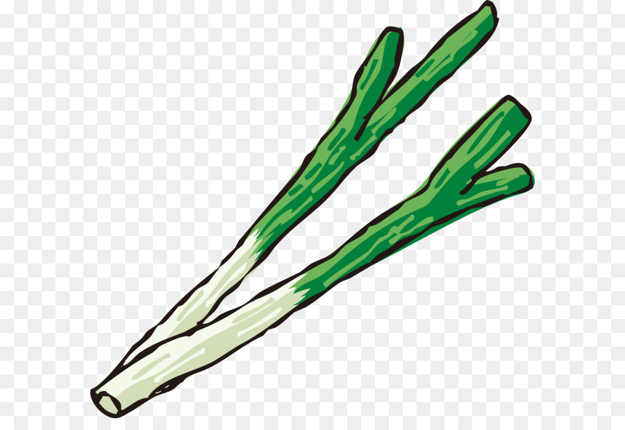 Vegetal，Allium Fistulosum PNG