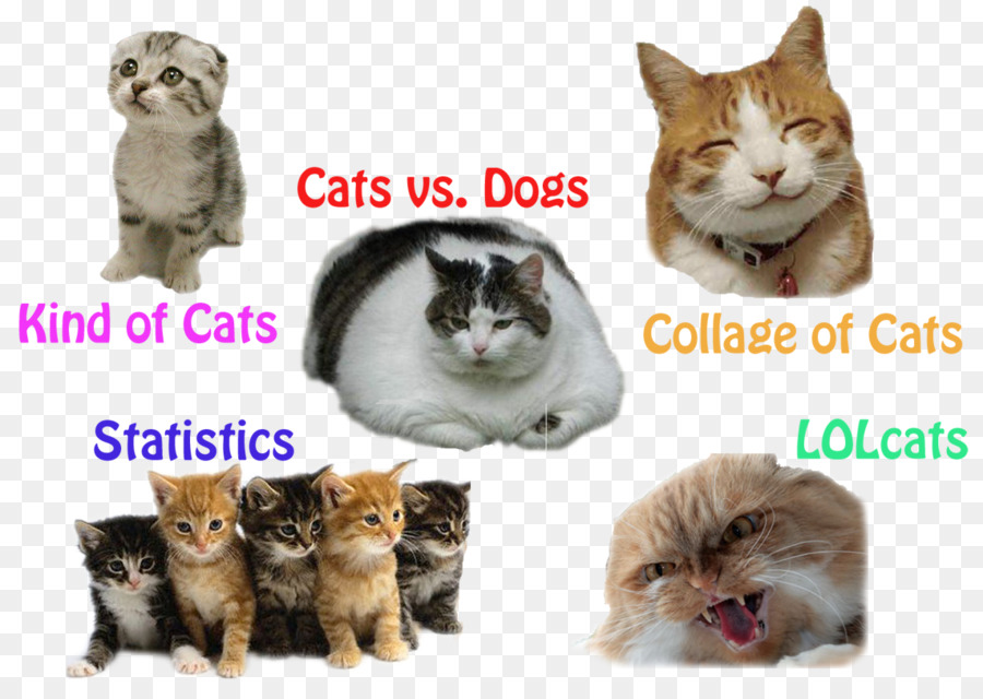 Gatos，Gatitos PNG