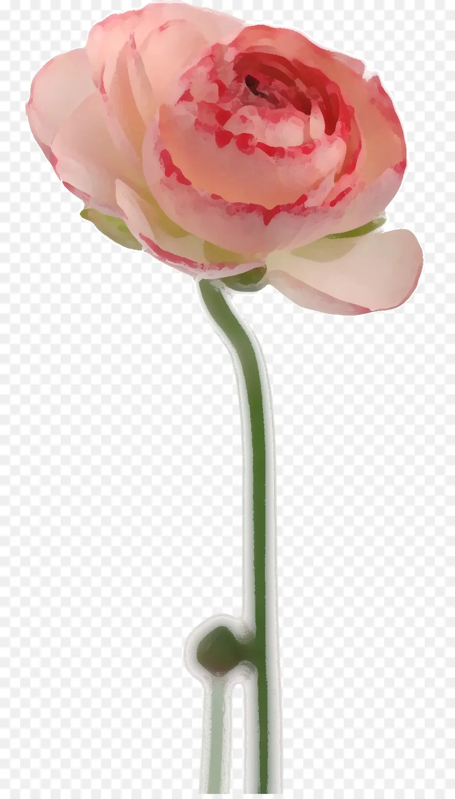 Las Rosas De Jardín，Ranunculo PNG