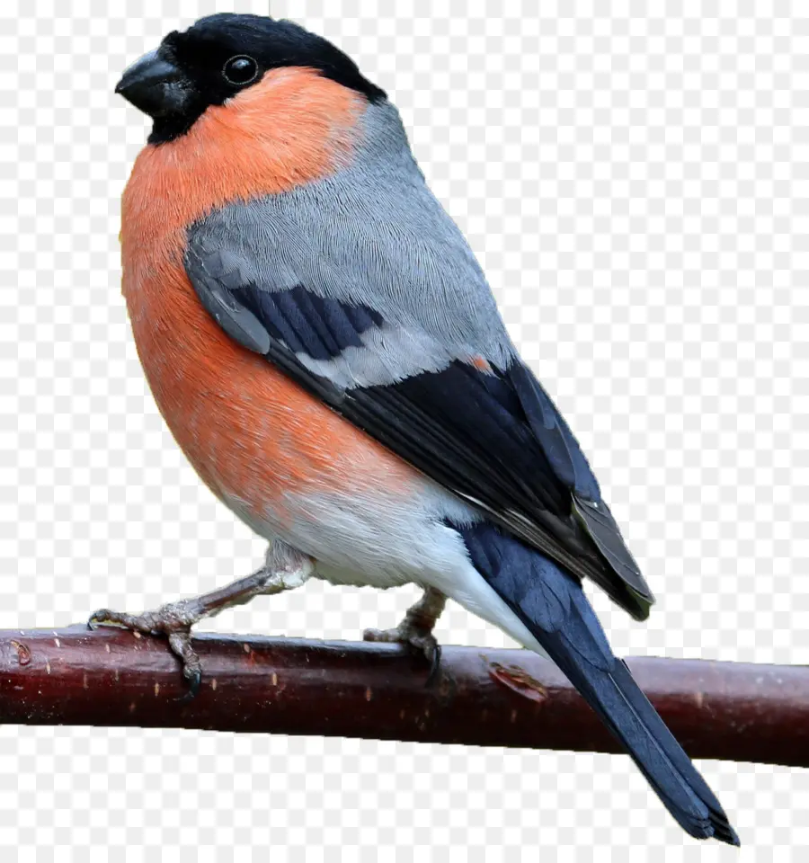 Pinzones，Bullfinch Eurasiático PNG