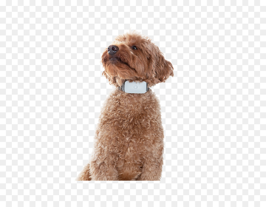 En Miniatura Caniche，Cockapoo PNG