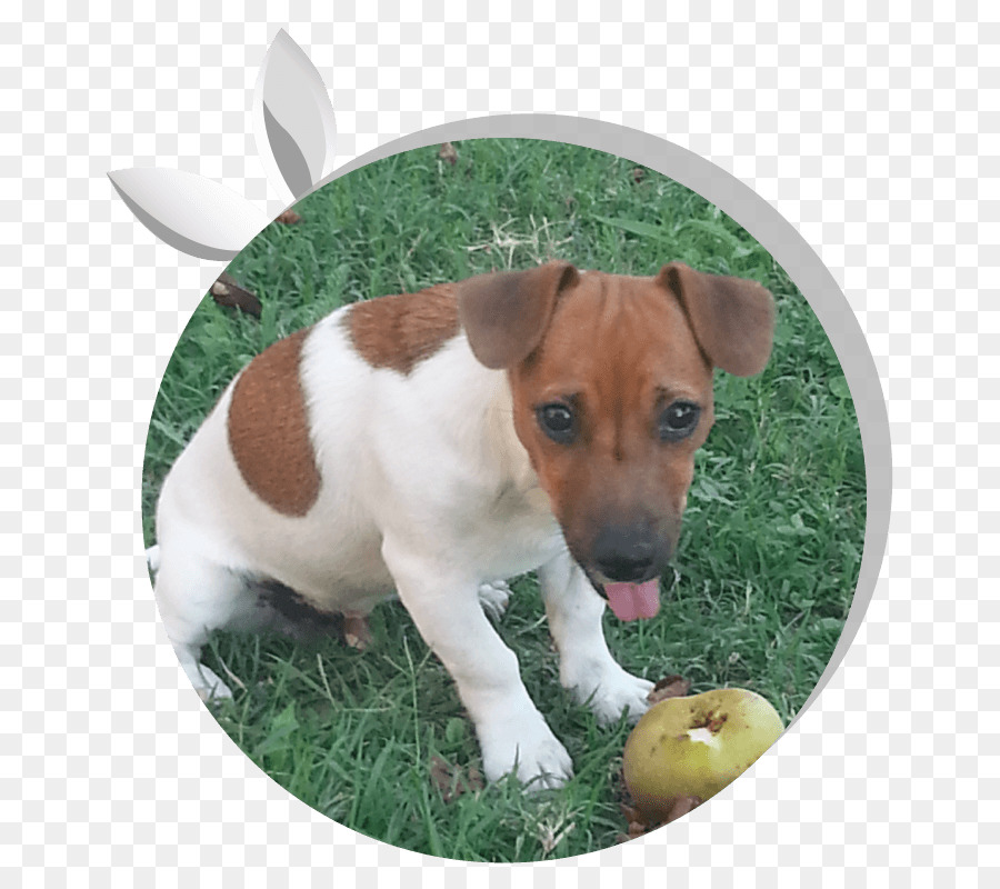 Jack Russell Terrier，Raza De Perro PNG