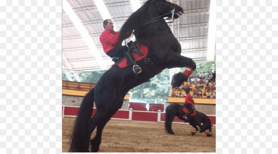 Semental，Caballo Frisón PNG