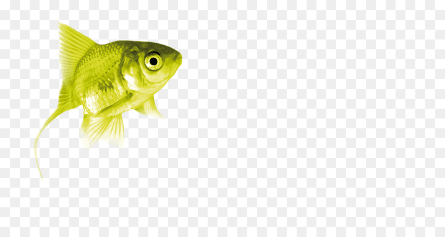 Los Peces óseos，La Aleta PNG