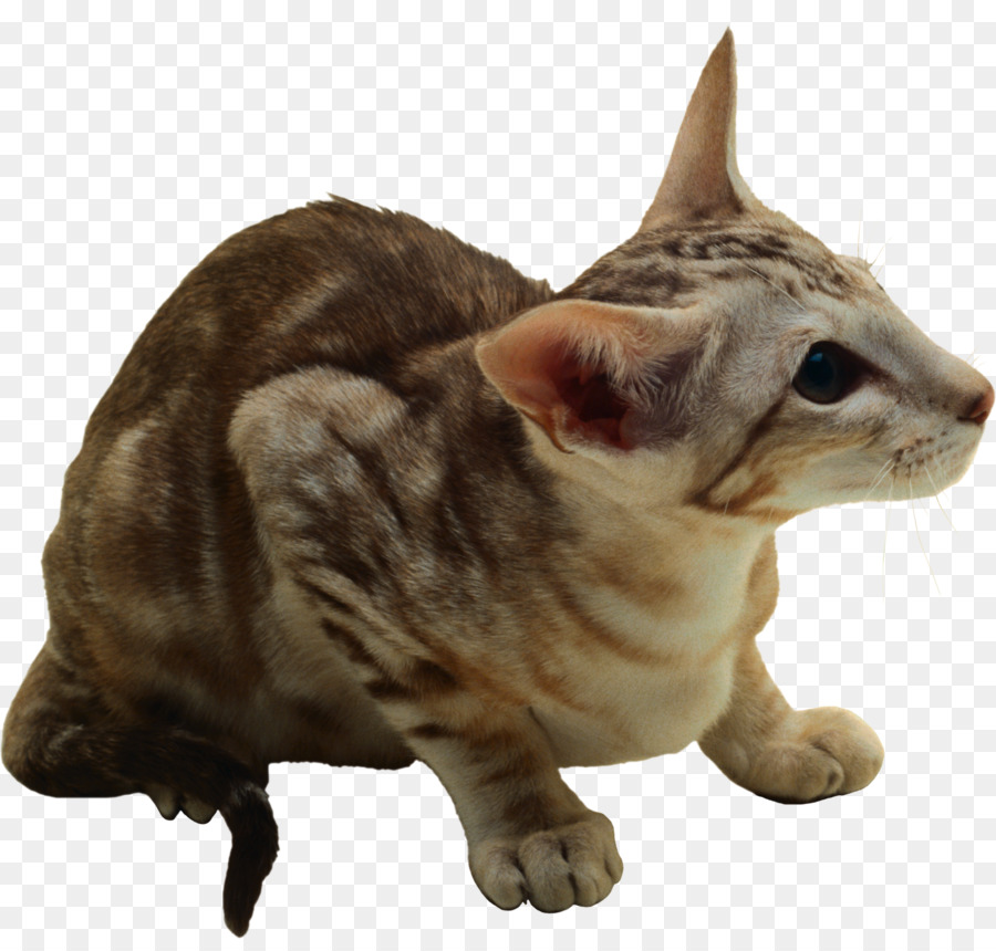 Gato Doméstico De Pelo Corto，Europeo De Pelo Corto PNG