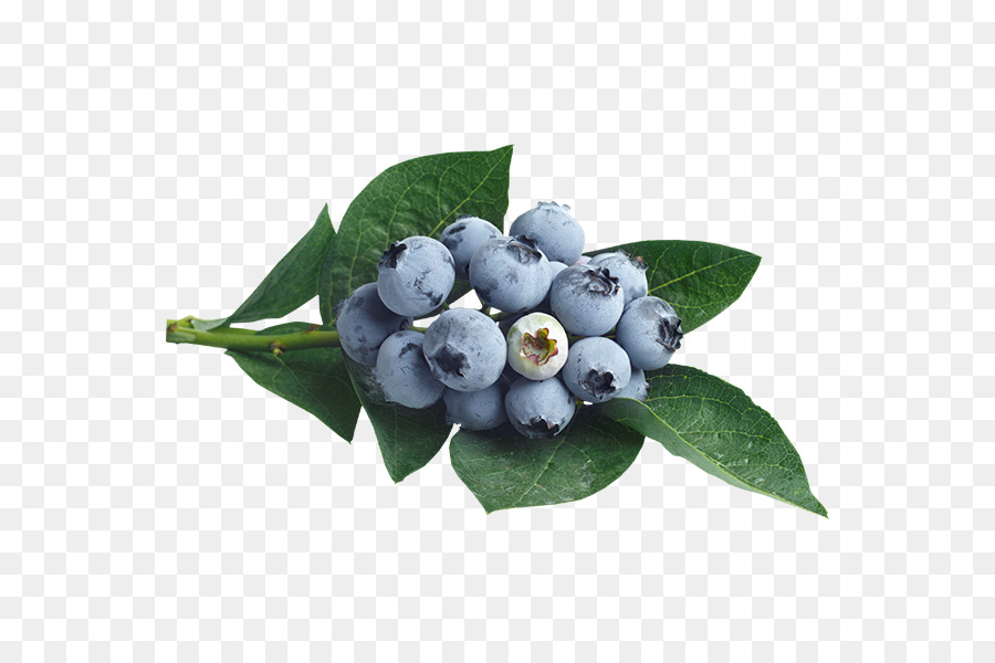 Arándano，Berry PNG