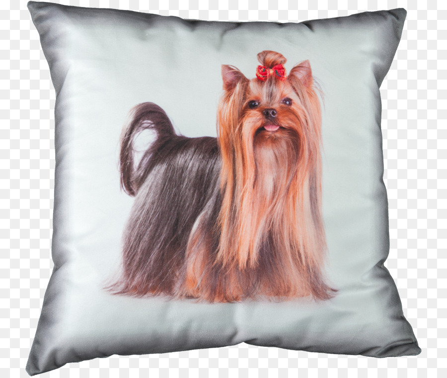 Yorkshire Terrier，Cachorro PNG