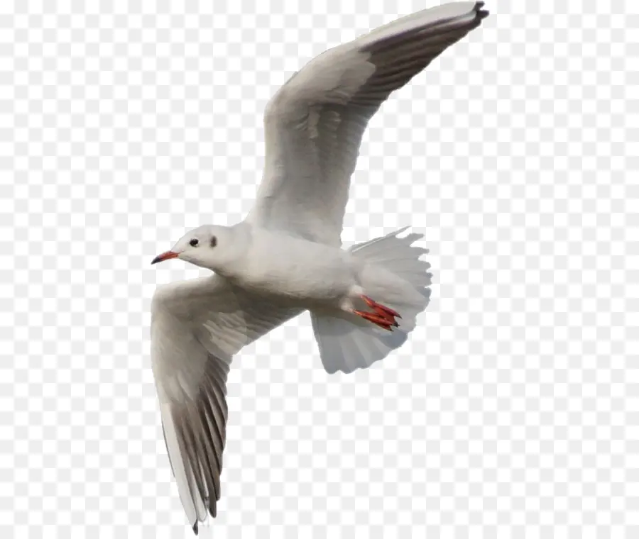 Europea De La Gaviota，Las Gaviotas PNG