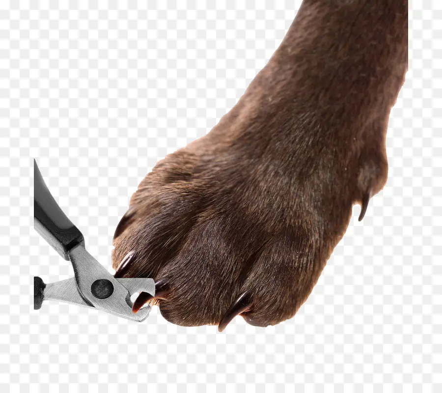 Perro，Gato PNG