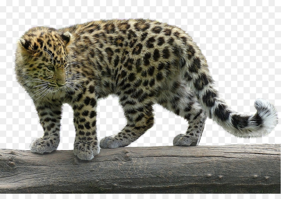 Leopardo，Manchado PNG