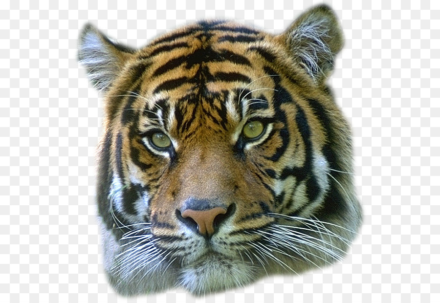 Tigre，Gato PNG