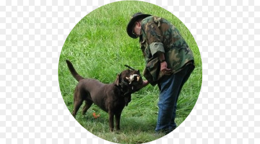 Labrador Retriever，Perro De Caza PNG