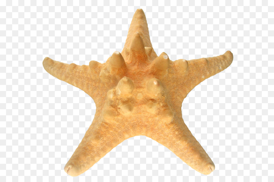 Estrella De Mar，Los Equinodermos PNG