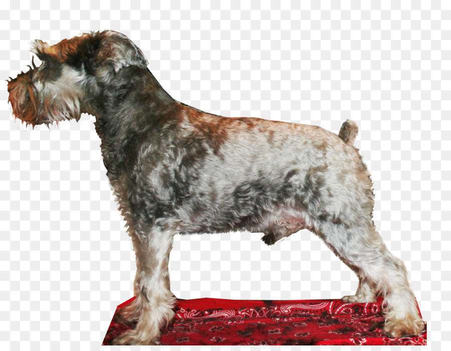 Cesky Terrier，Schnauzer Miniatura PNG